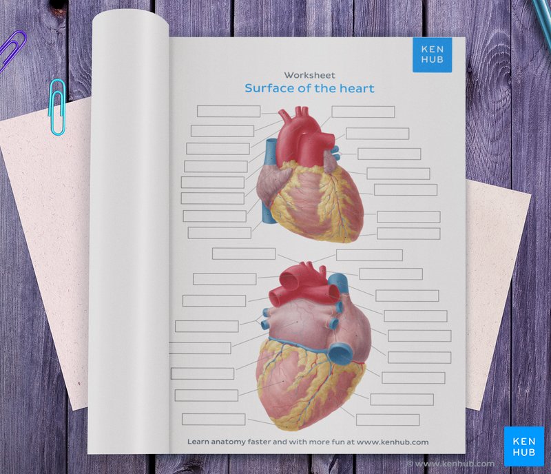 Diagrams, quizzes and worksheets of the heart | Kenhub
