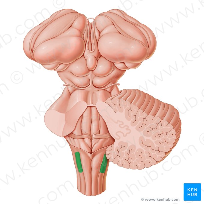 Tubérculo cuneiforme (Tuberculum cuneatum); Imagem: Paul Kim