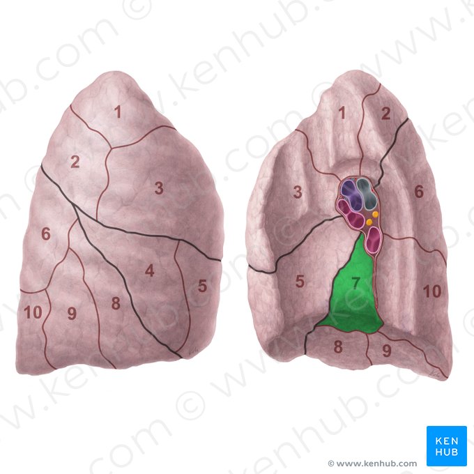 Segmentum basale mediale pulmonis dextri (Inneres basales Segment der rechten Lunge); Bild: Paul Kim