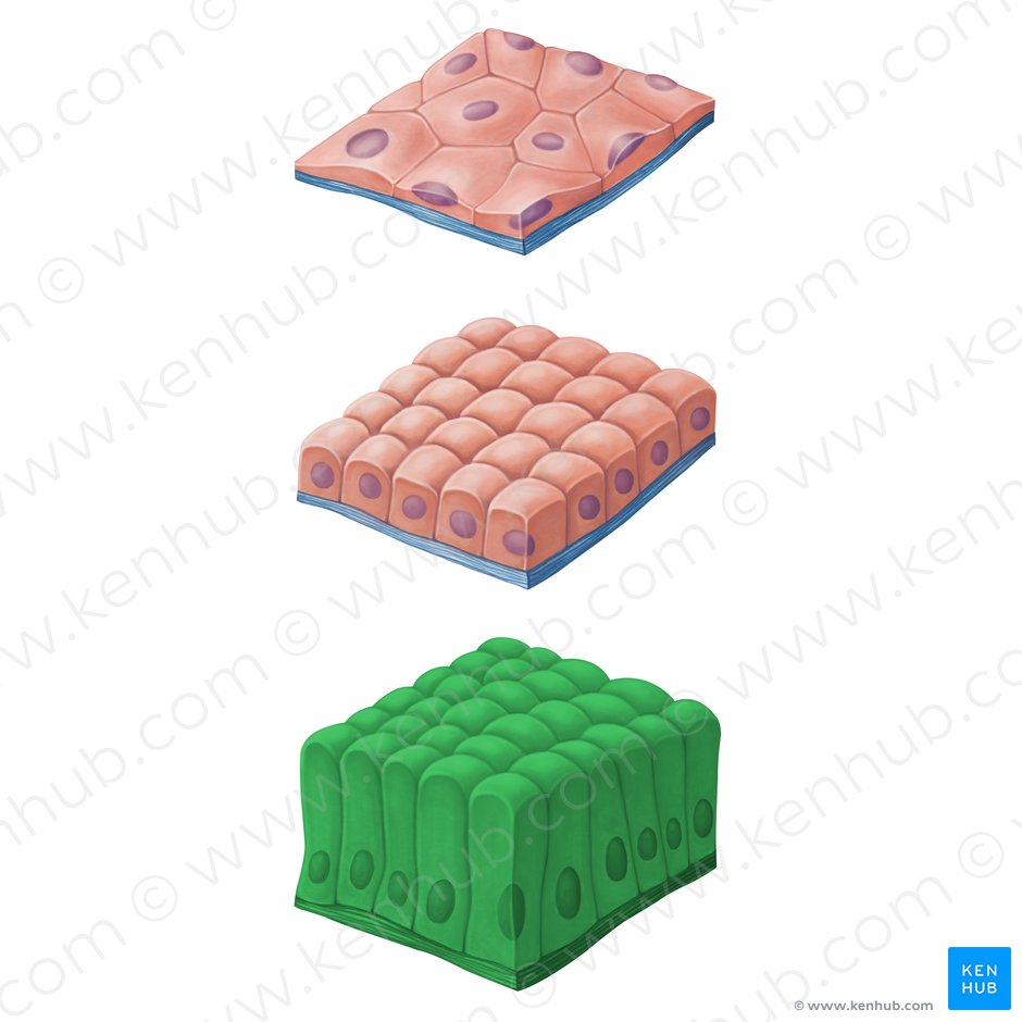 Epithelial tissue: definition, functions & examples | Kenhub