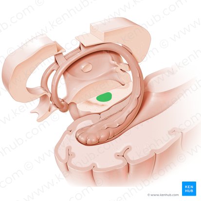 Red nucleus (Nucleus ruber); Image: Paul Kim