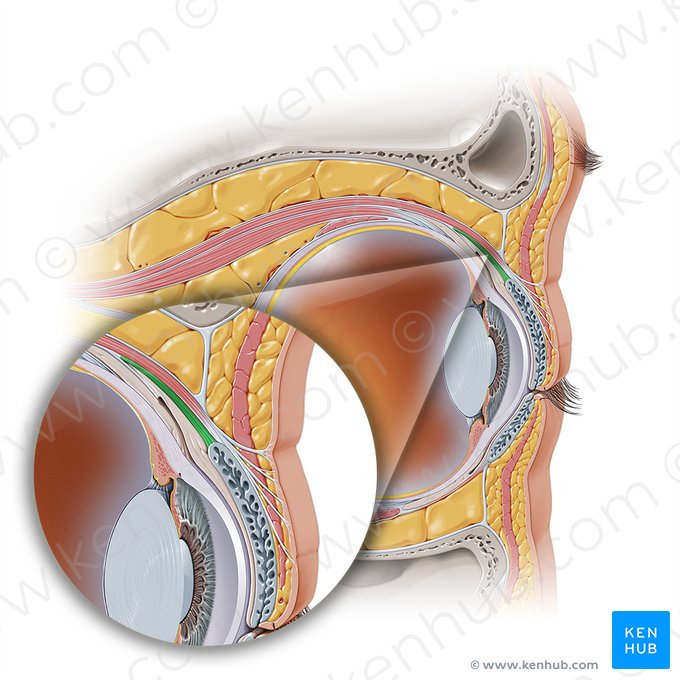 Musculus tarsalis superior (Oberer Lidplattenmuskel); Bild: Paul Kim