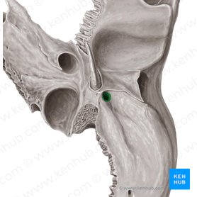 Stylomastoid foramen (Foramen stylomastoideum); Image: Samantha Zimmerman