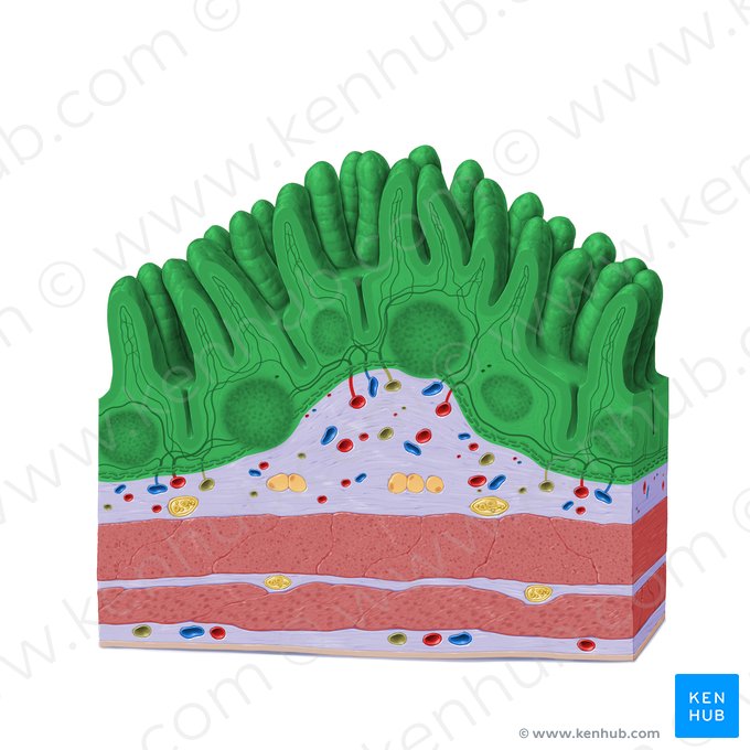 Mucosa (Tunica mucosa); Imagen: Paul Kim