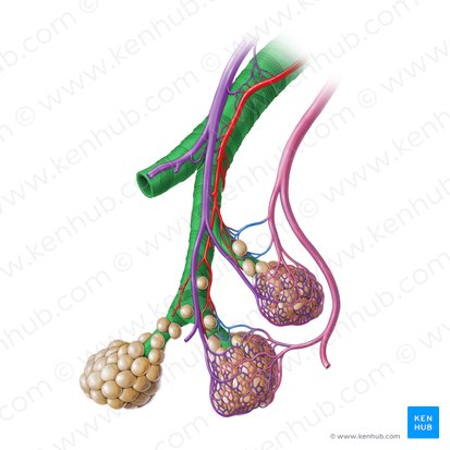 Bronquiolo (Bronchiolus); Imagen: Paul Kim