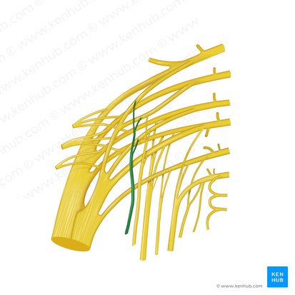 Nervo para o músculo quadrado femoral (Nervus musculi quadrati femoris); Imagem: Begoña Rodriguez