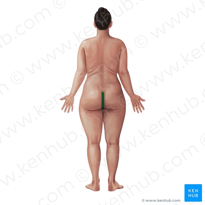 Intergluteal cleft (Crena interglutealis); Image: Paul Kim