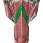 Middle pharyngeal constrictor