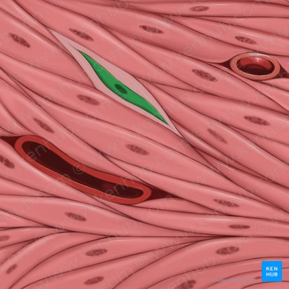 Fibroblasto (Fibroblastus); Imagem: Tal Bavli Ziv