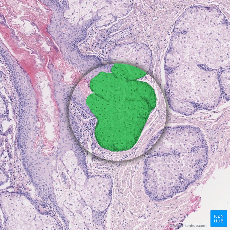 Sebaceous glands - histological slide