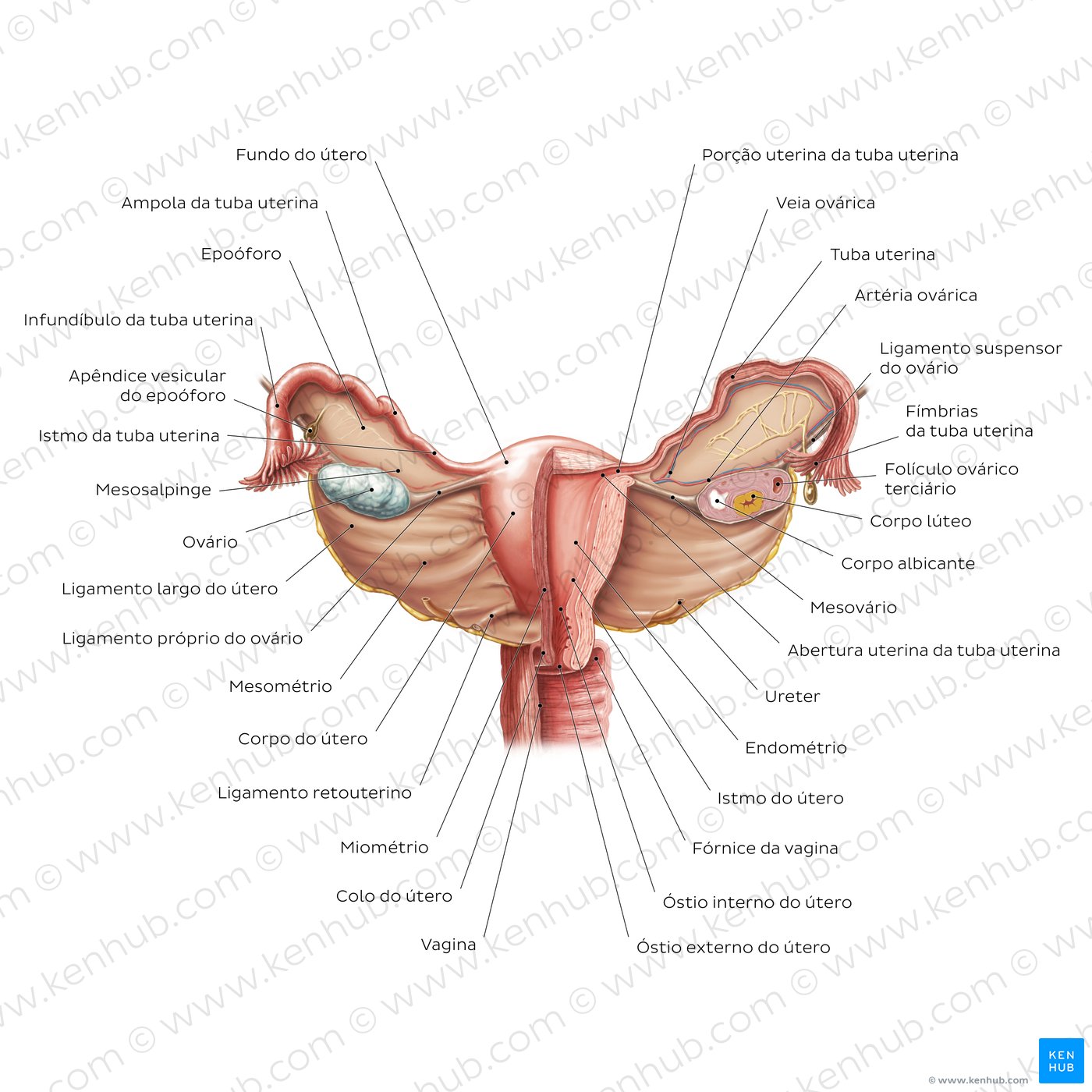 Anatomia do útero e dos ovários - vista anterior