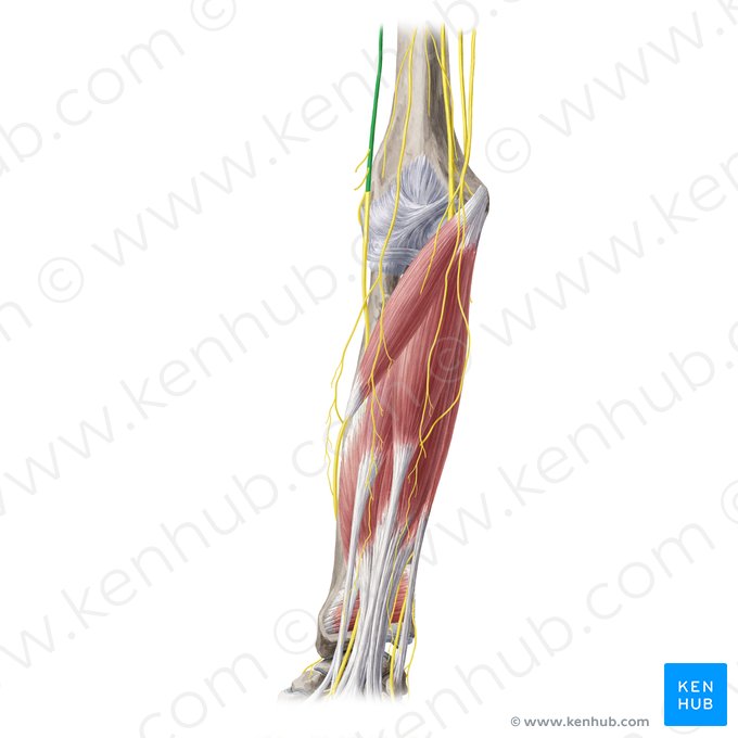 Nervus radialis (Speichennerv); Bild: Yousun Koh