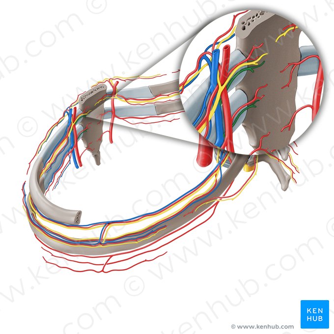 Ramos esternais da veia torácica interna (Rami sternales venae thoracicae internae); Imagem: Paul Kim