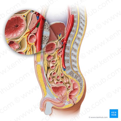 Vena renal izquierda (Vena renalis sinistra); Imagen: Paul Kim