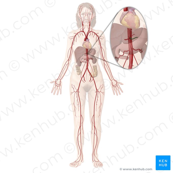 Artéria esplênica (Arteria splenica); Imagem: Begoña Rodriguez