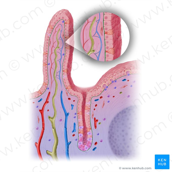 Membrana basal (Membrana basalis); Imagen: Paul Kim