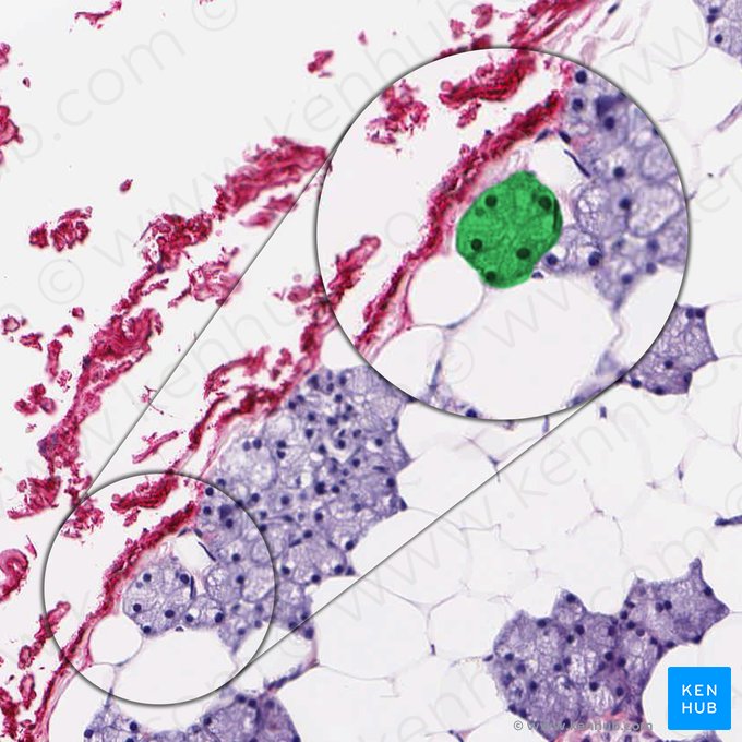 Serous acinus (Acinus serosus); Image: 