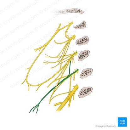 Nervios supraclaviculares (Nervi supraclaviculares); Imagen: Begoña Rodriguez