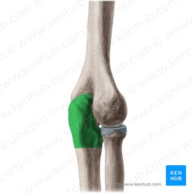 Radio E Ulna Anatomia E Notas Clinicas Kenhub