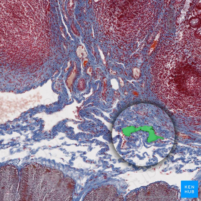 Vaso linfático de la submucosa (Vas lymphaticum submucosae); Imagen: 