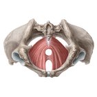 Levator ani muscle