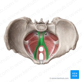 Músculo pubococcígeo (Musculus pubococcygeus); Imagen: Liene Znotina