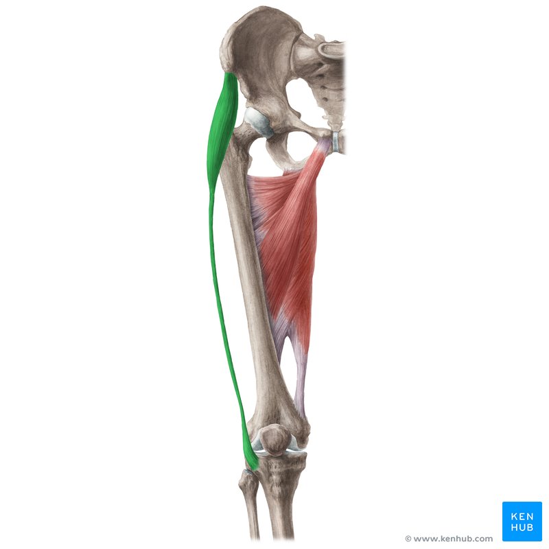 Tensor fasciae latae muscle (Musculus tensor fasciae latae)