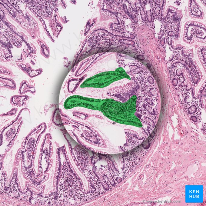 Vilosidade intestinal (Villus intestinalis); Imagem: 
