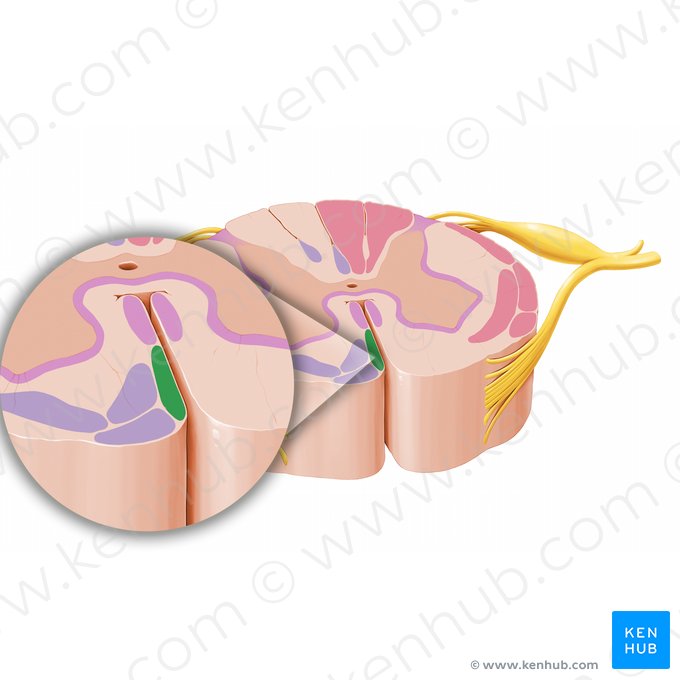 Trato corticoespinal anterior (Tractus corticospinalis anterior); Imagem: Paul Kim