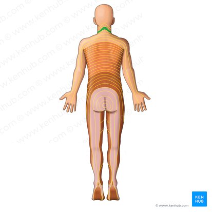 C4 dermatome (Dermatoma C4); Image: Irina Münstermann