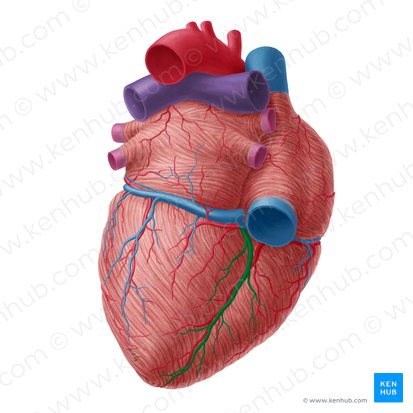 Vena cardiaca media (Mittlere Herzvene); Bild: Yousun Koh