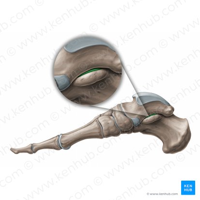 Articulatio subtalaris (Hinteres unteres Sprunggelenk); Bild: Paul Kim