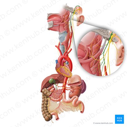 Ramos faríngeos del nervio glosofaríngeo (Rami pharyngei nervi glossopharyngei); Imagen: Paul Kim