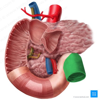Jejunum (Leerdarm); Bild: Begoña Rodriguez