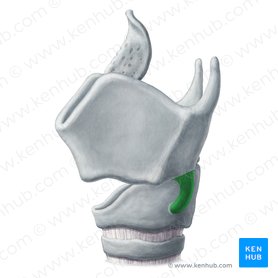 Inferior horn of thyroid cartilage (Cornu inferius cartilaginis thyroideae); Image: Yousun Koh