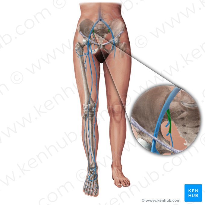 Internal iliac vein (Vena iliaca interna); Image: Paul Kim