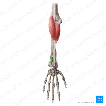 Pronator quadratus muscle (Musculus pronator quadratus); Image: Yousun Koh