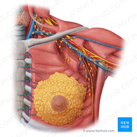 Lymph nodes of the thorax and abdomen: Anatomy | Kenhub