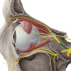 Nervus ophthalmicus