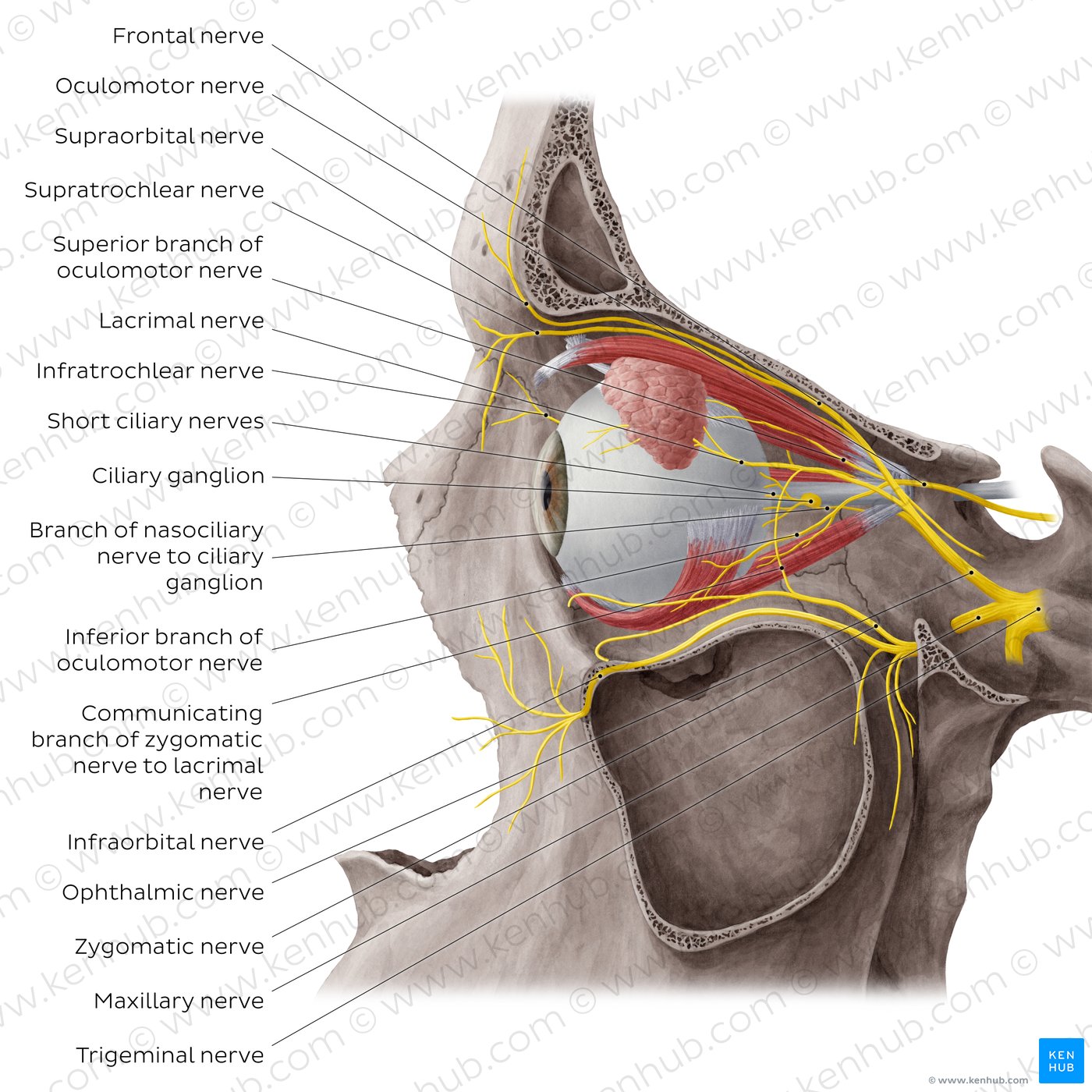 Nerves of orbit (Lateral view: eyeball in situ)