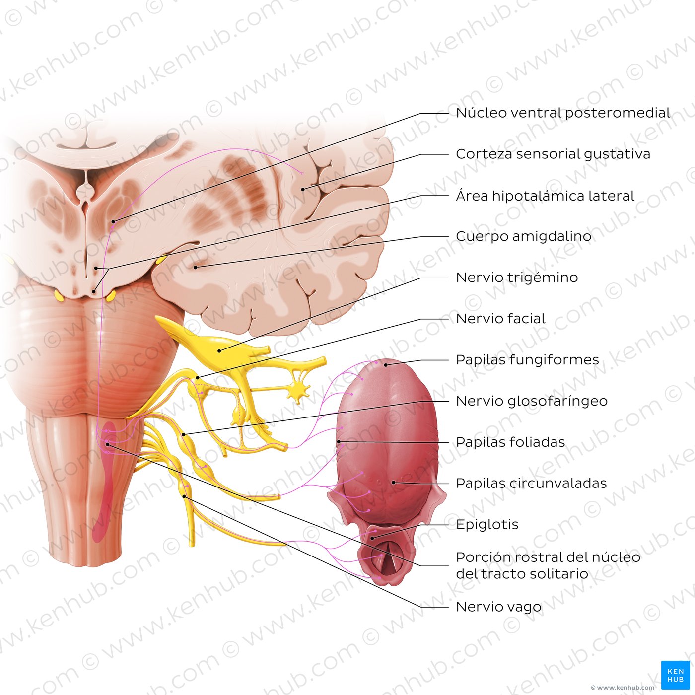 Anatomy of taste pathway (diagram)