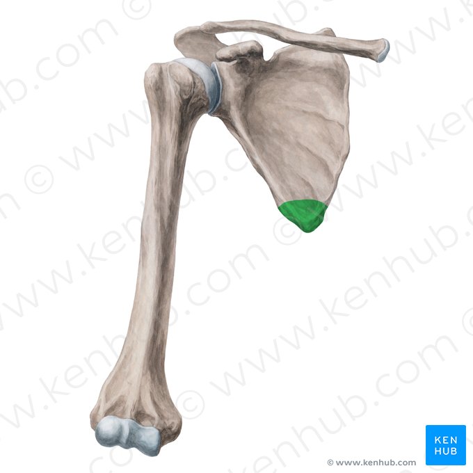 Ángulo inferior de la escápula (Angulus inferior scapulae); Imagen: Yousun Koh