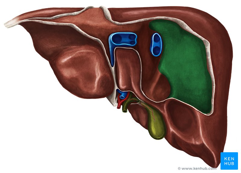 Bare area of the liver - dorsal view