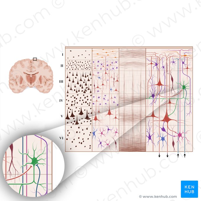 Neuron cobiforme (Korbzelle der Großhirnrinde); Bild: Paul Kim