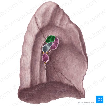 Arteria pulmonalis sinistra (Linke Lungenarterie); Bild: Yousun Koh