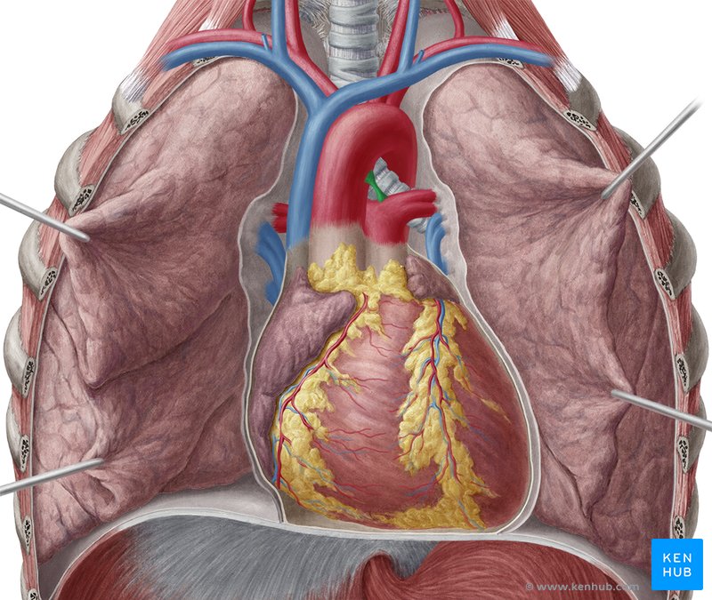Ligamentum arteriosum,ductus arteriosus Anatomy,function Kenhub