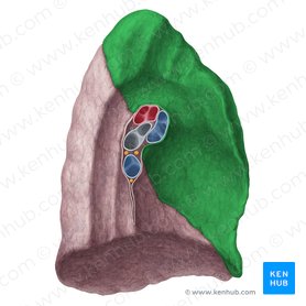 Lóbulo superior del pulmón (Lobus superior pulmonis); Imagen: Yousun Koh