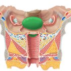 Aparato reproductor femenino