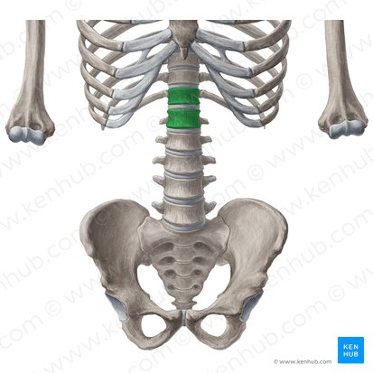 Corpos vertebrais de T12-L1 (Corpora vertebrarum T12-L1); Imagem: Yousun Koh