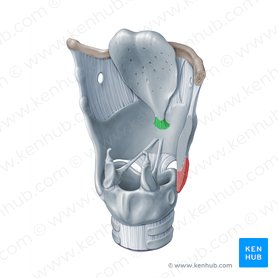 Thyroepiglottic ligament (Ligamentum thyroepiglotticum); Image: Paul Kim